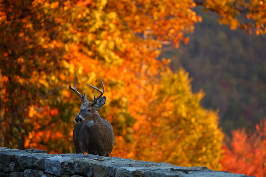 Deer Photograph - Buck in the Fall 02 by Metro DC Photography