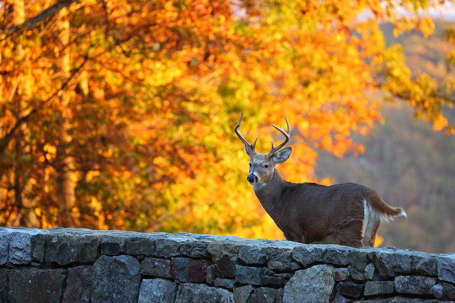 Deer Photograph - Buck in the Fall 07 by Metro DC Photography