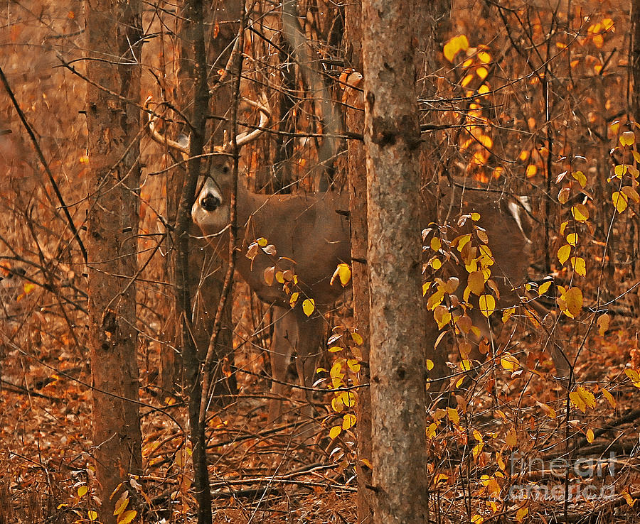 Buck in the Woods Photograph by Clare VanderVeen