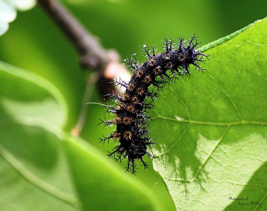 Buck Moth Caterpillar Photograph by Suzanne McClain