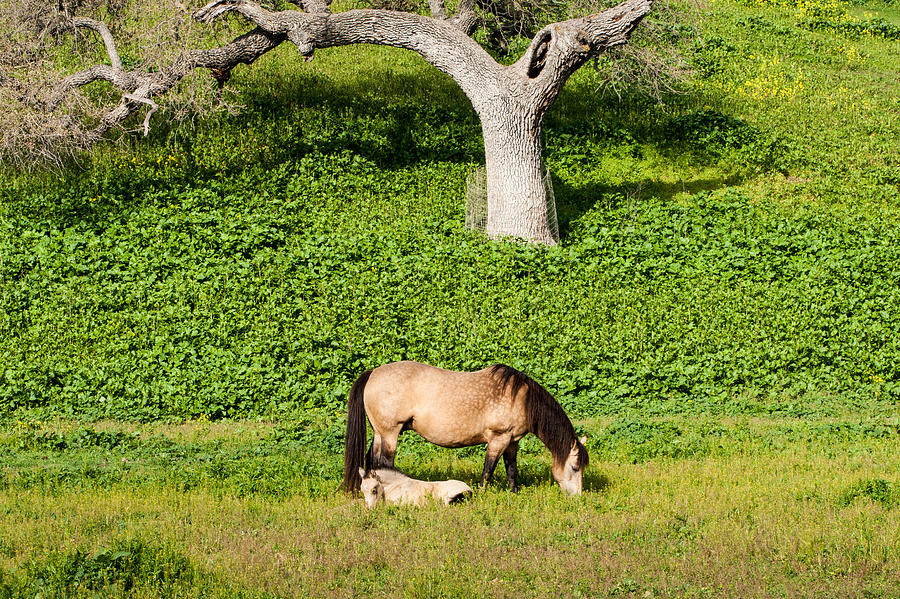 Buck With Foal Photograph by Dina Calvarese