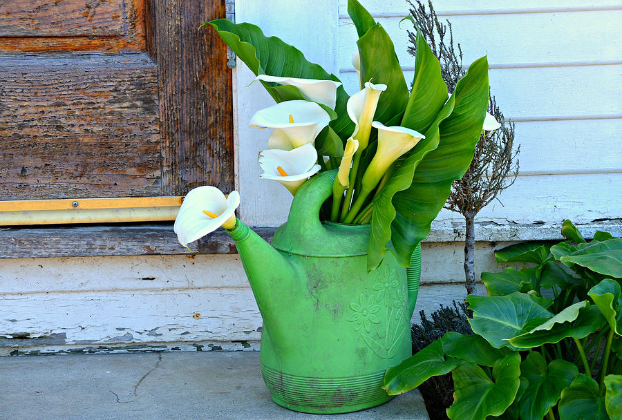 Calla Lilies Photograph - Bucketful Of Calla Lilies by Fraida Gutovich