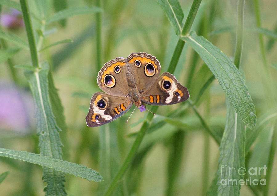Buckeye Butterfly and Verbena 2 Photograph by Robert E Alter Reflections of Infinity