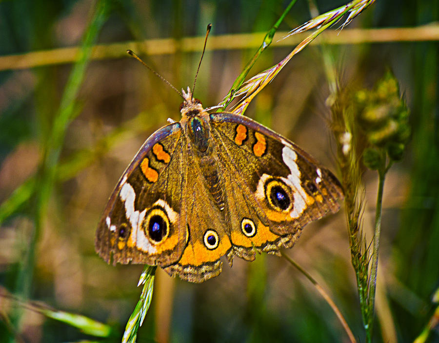 Buckeye Butterfly Photograph by Barry Jones