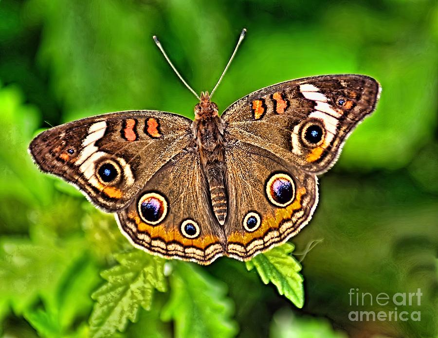 Buckeye Butterfly Photograph by Nick Zelinsky Jr