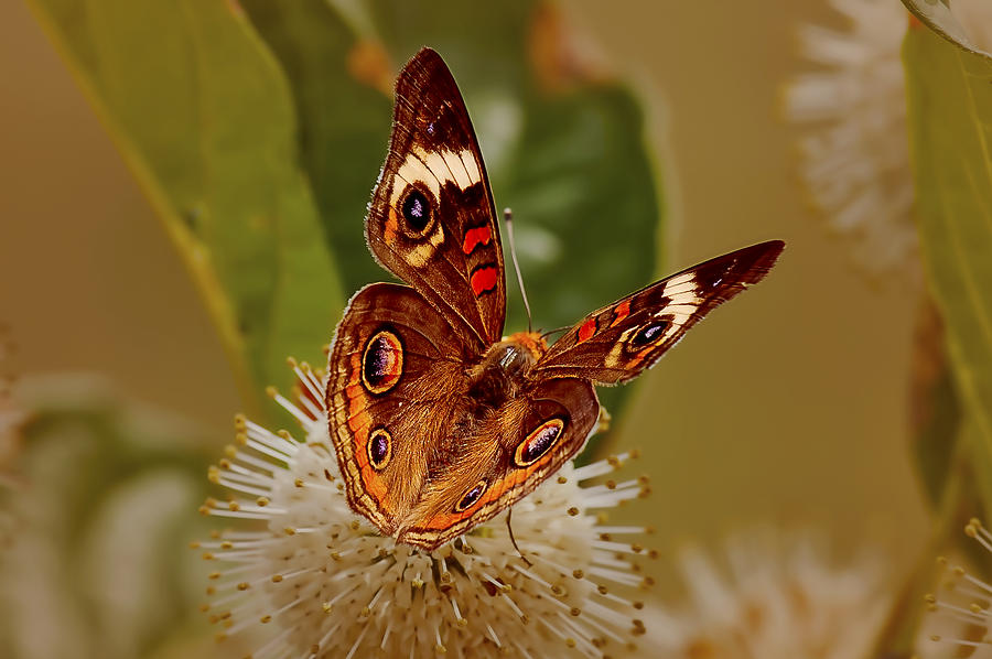 Buckeye Butterfly Photograph by Patricia Montgomery