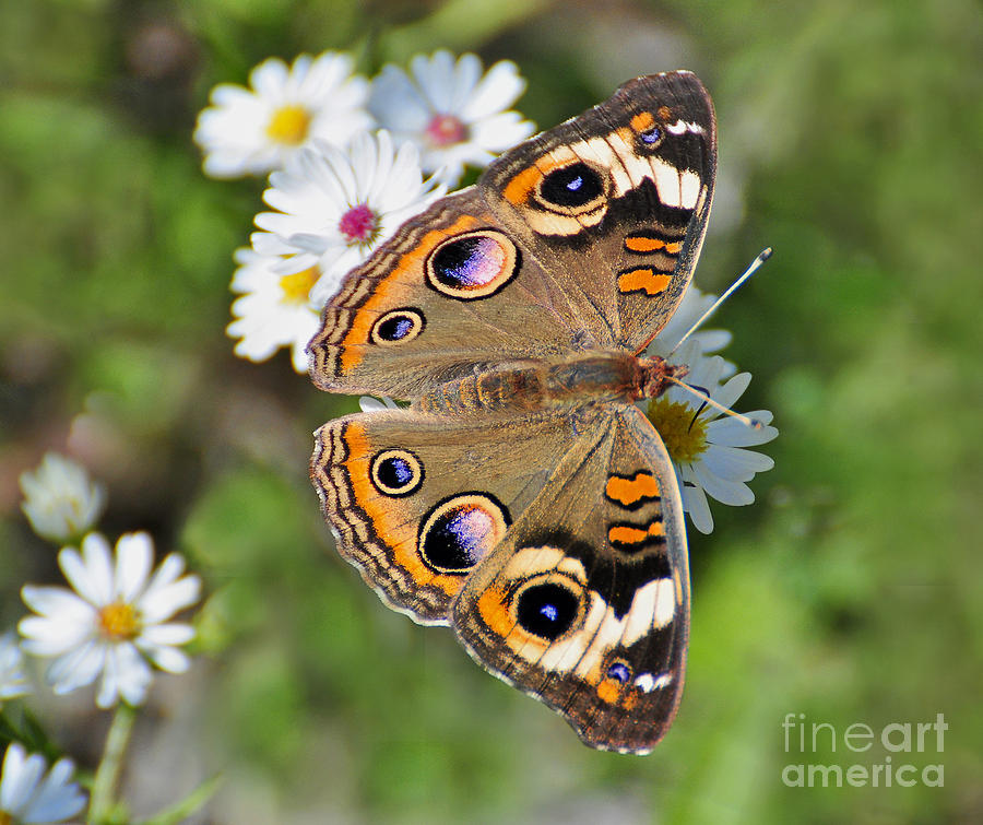 Buckeye Butterfly Photograph by Rodney Campbell