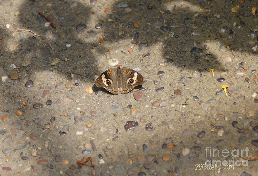 Buckeye Butterfly Photograph by Susan Stevens Crosby