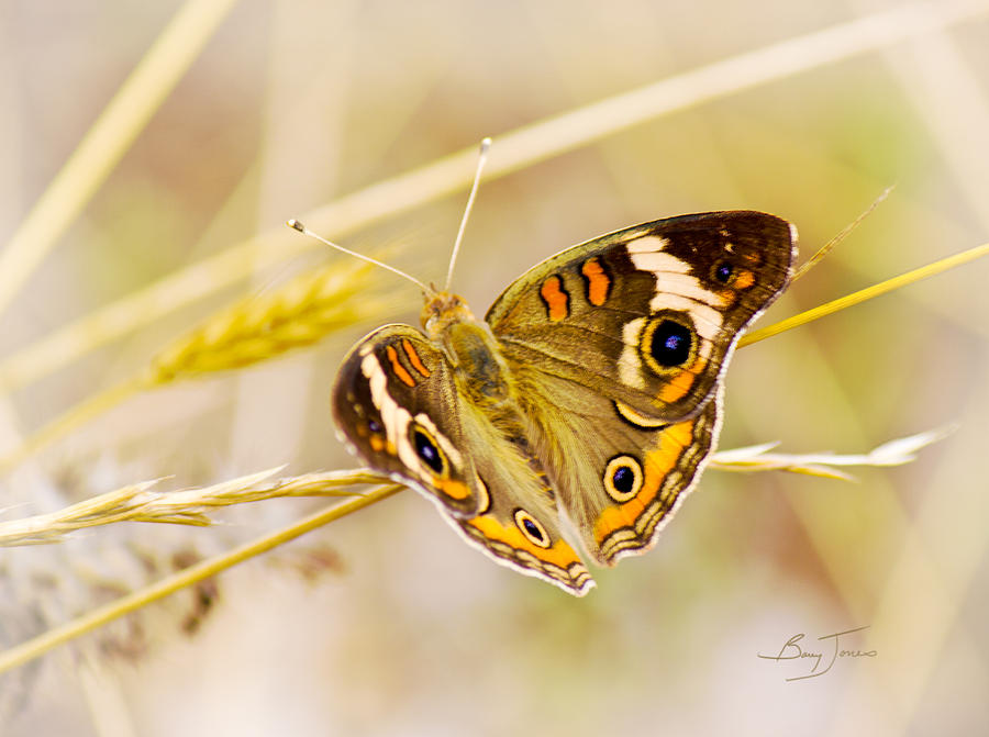Butterfly Photograph - Buckeye Resting by Barry Jones