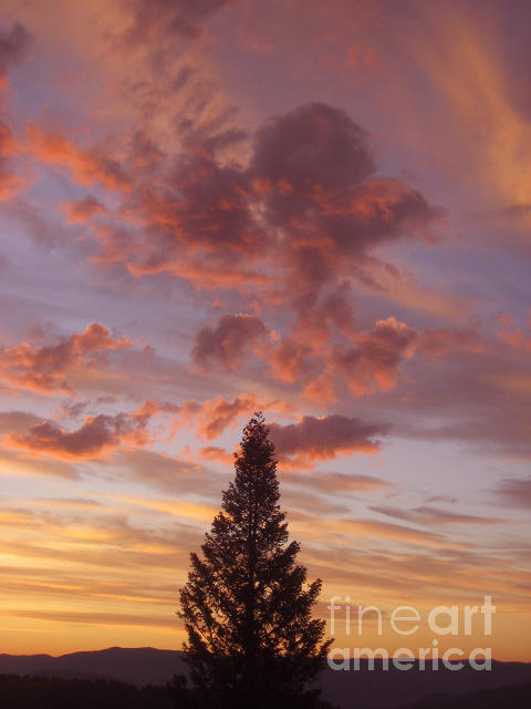 Tree Photograph - Buckhorn Mountain Sunrise by Daniel Pratt