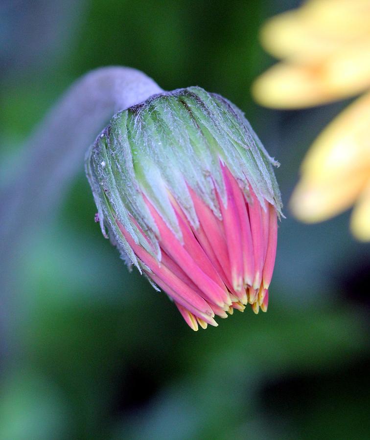 Flower Photograph - Bud life by Shiladitya Sinha