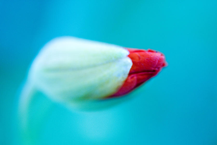 Flowers Still Life Photograph - Bud of Red in Aquamarine by Marie Jamieson