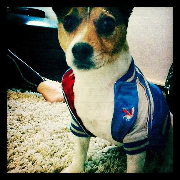 Dog Photograph - Buda In His Jacket From Japan. Cool by Emily Hames
