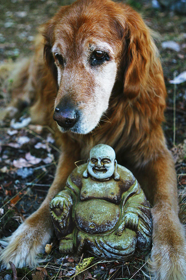 Buddha and the Old Boy Photograph by Lorraine Devon Wilke