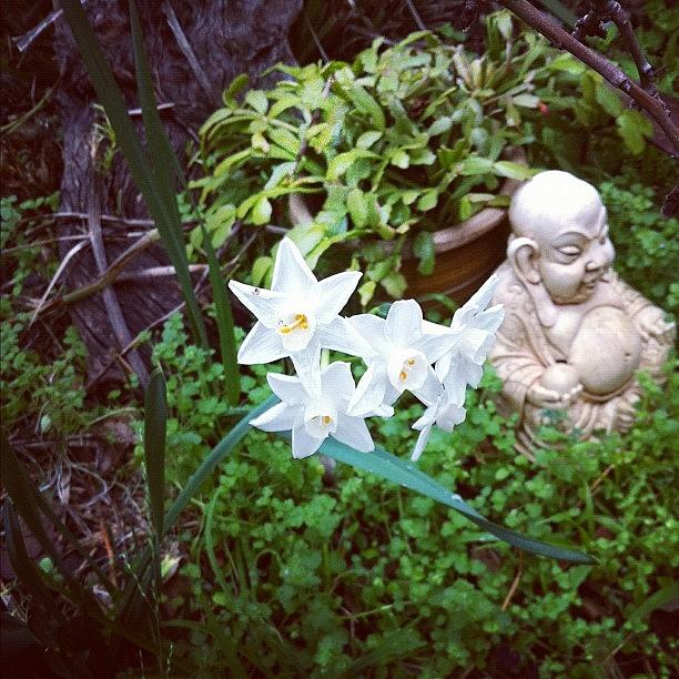 Buddha Photograph - Buddha Garden by Rhiannon Lea