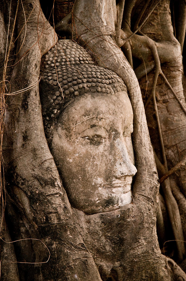 Buddha head strangled by the roots  Photograph by U Schade