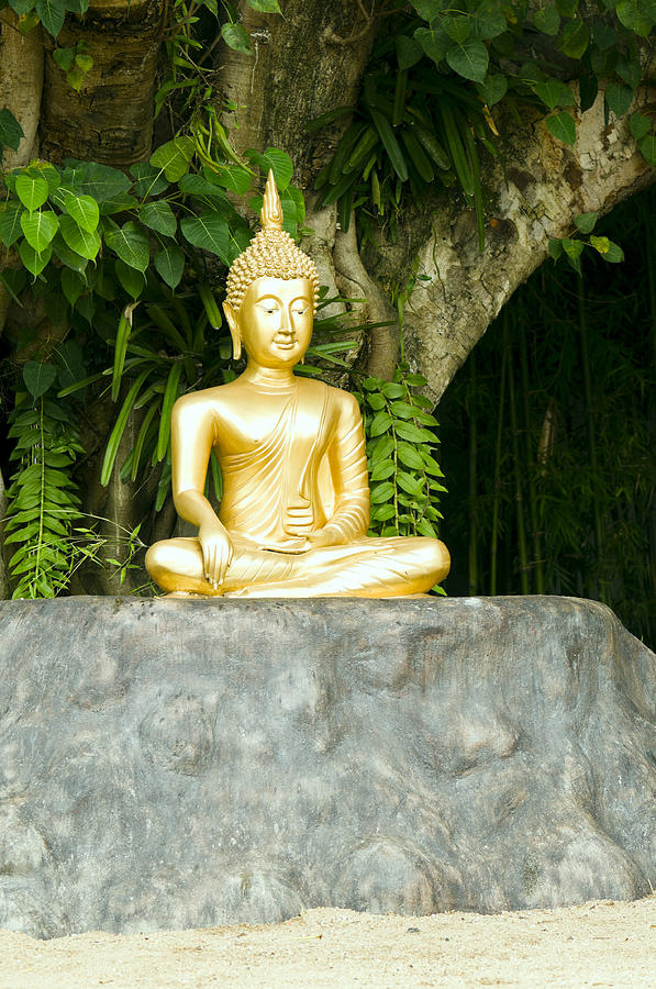 Buddha statue under green tree in meditative posture Photograph by U Schade
