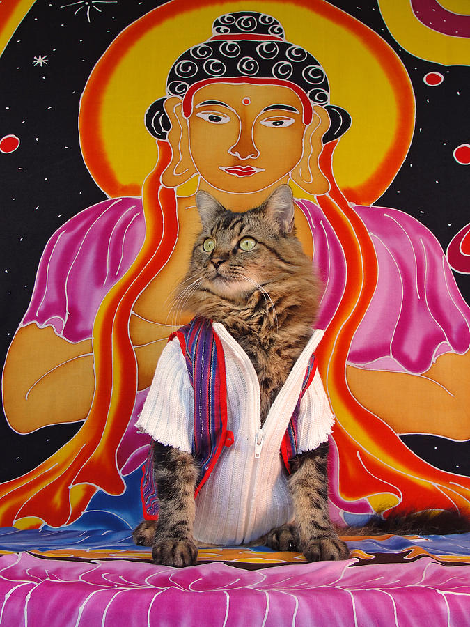 Buddhapuss Photograph by Joann Biondi Buddhapuss Photograph by Joann Biondi
