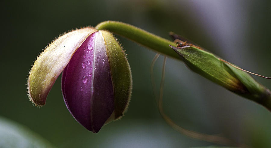 Budding Beauty Photograph By Jessica Annalee Fine Art America