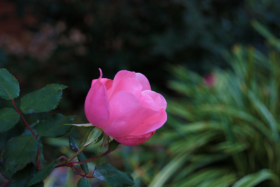 Budding Beauty Photograph By Devin Rader