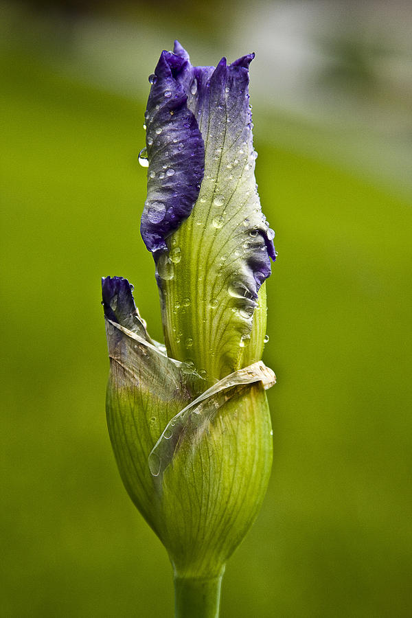 Budding Iris Photograph by Trudy Wilkerson