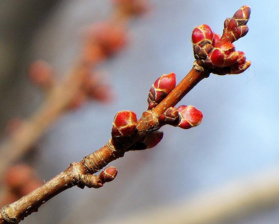 Budding Japanese Elm by Lori Pessin Lafargue