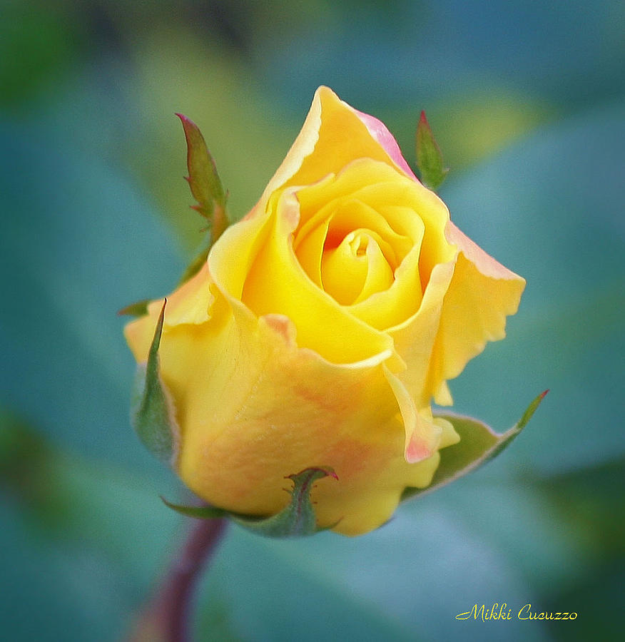Budding Yellow Rose Photograph by Mikki Cucuzzo