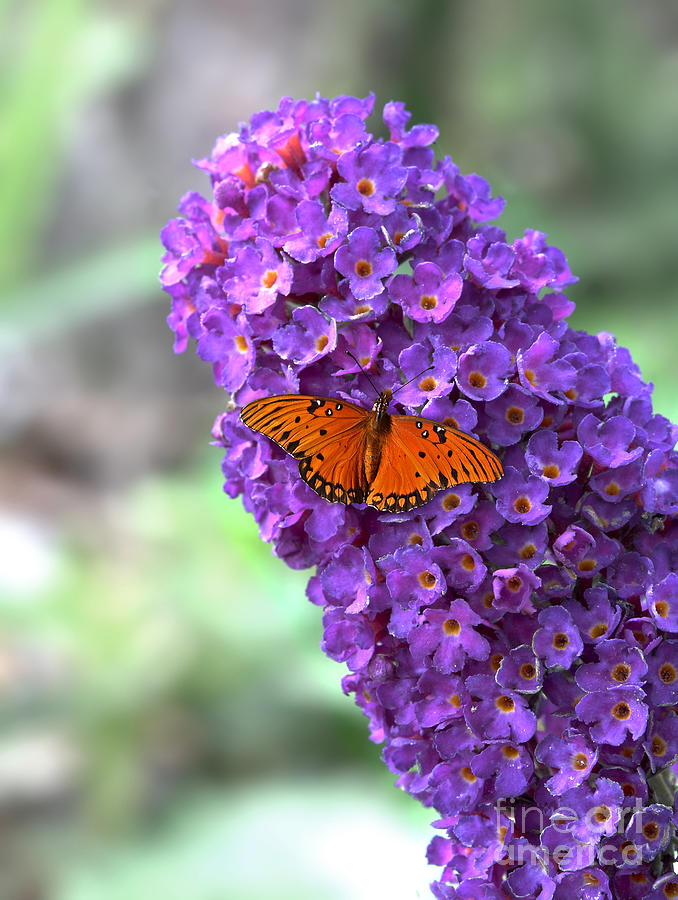 Buddleia with butterfly - HDR Photograph by Nicholas Burningham