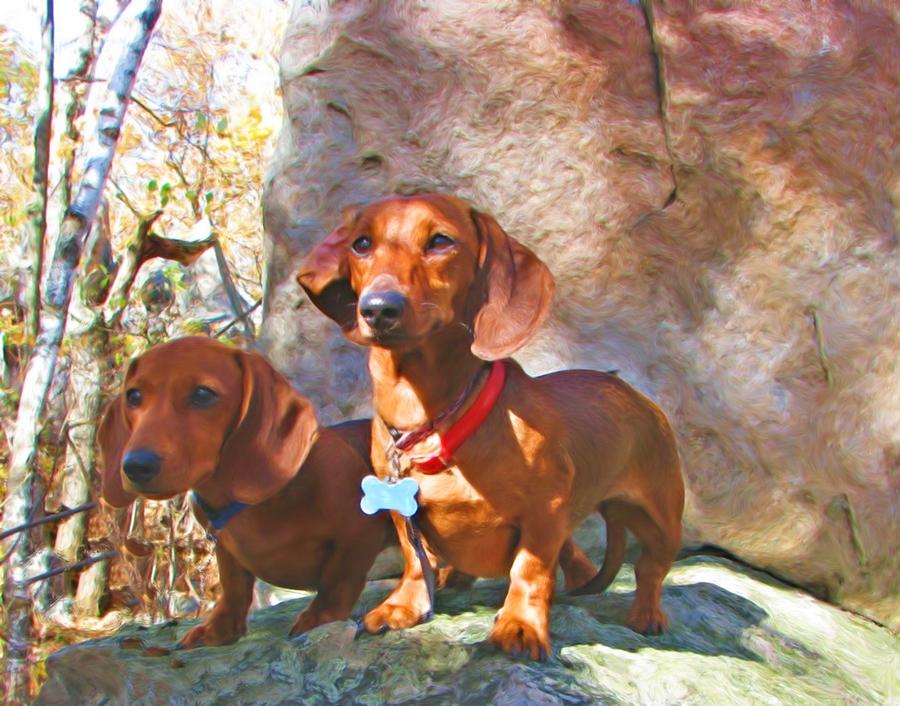 Dog Photograph - Buddy and Peaches on Top of Rib Mountain by Victoria Sheldon