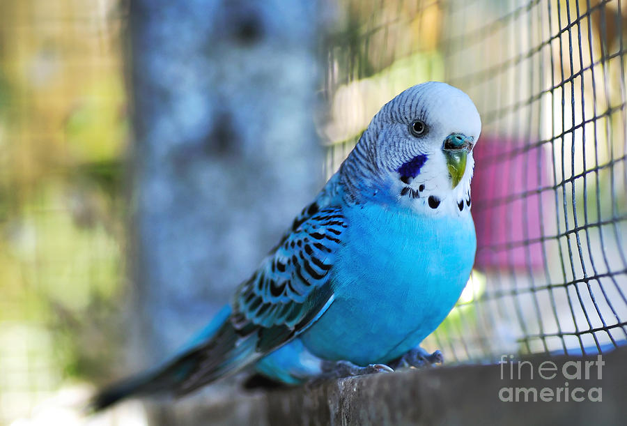 Parakeet Photograph - Budgerigar - Parakeet by Kaye Menner
