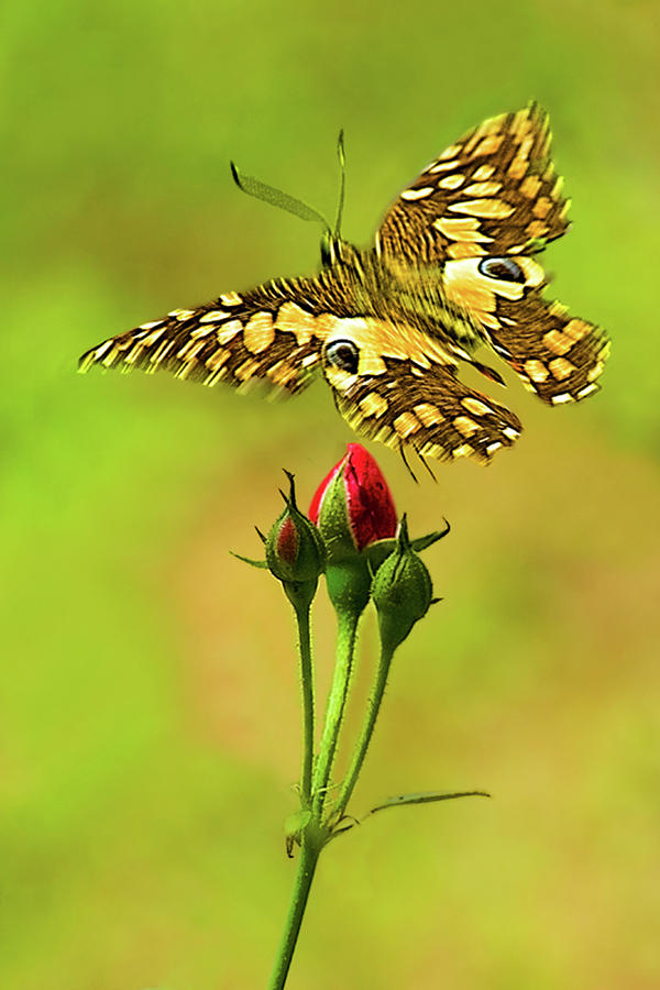 Butterfly Photograph - Buds and Butterfly by Mukesh Srivastava