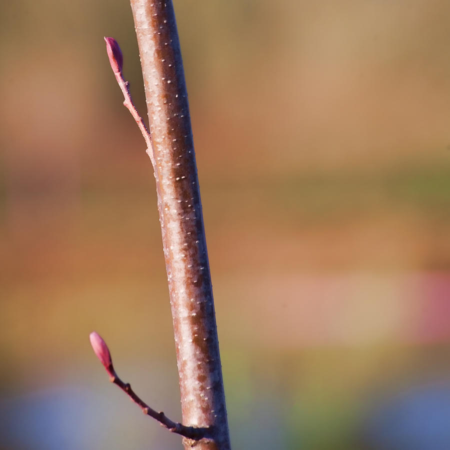 Nature Photograph - Buds by Bonnie Bruno