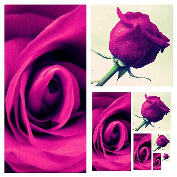 Rose Photograph - Buenos Días! Os Dejo Unas Rosas De by Mercedes Tejado