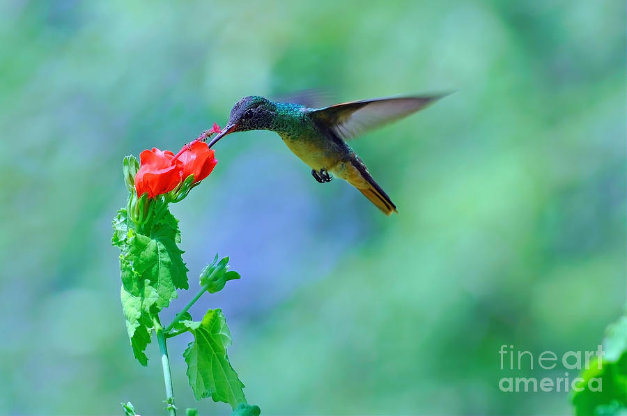 Buff Bellied Hummingbird Photograph by Laura Mountainspring