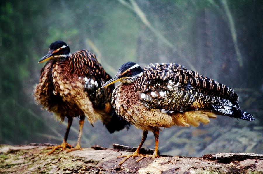 Buff Crested Bustard Photograph by Paulette Thomas - Fine Art America