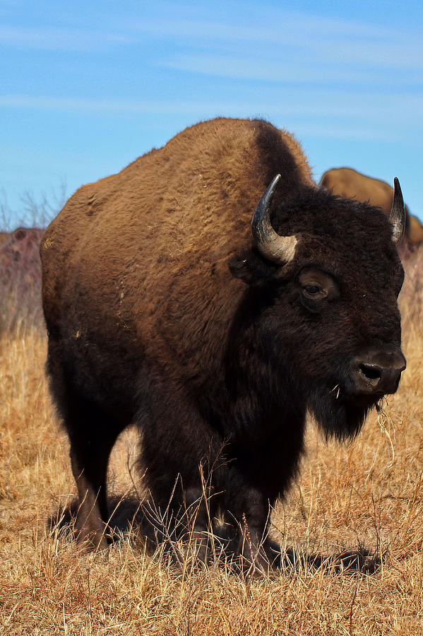 Buffalo Photograph by Alan Hutchins