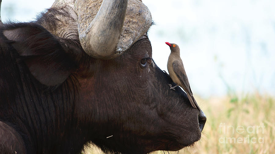 Buffalo and oxpecker Photograph by Mareko Marciniak