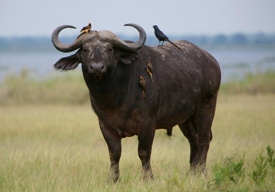 Buffalo and Oxpeckers Photograph by Bruce J Robinson