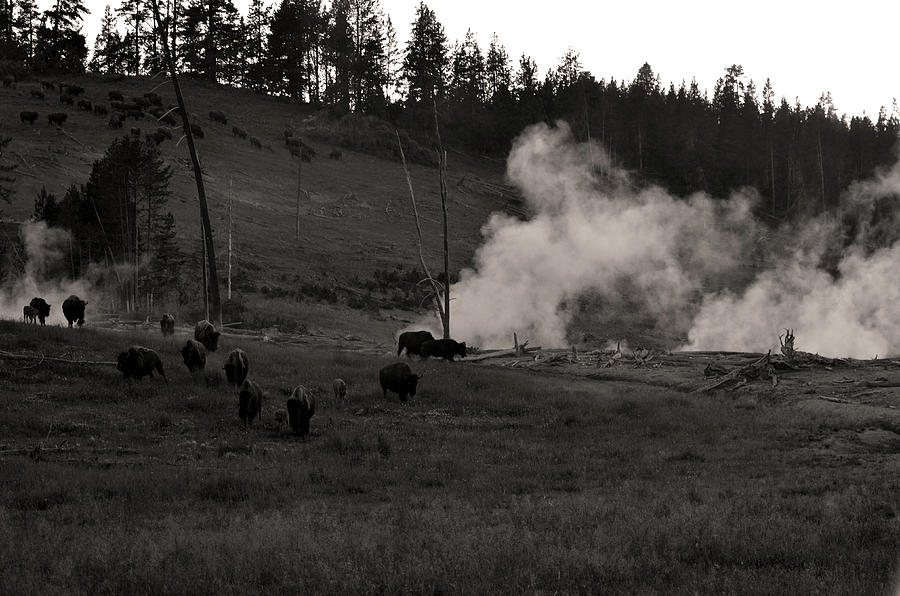 Buffalo Apocalypse  Photograph by La Dolce Vita