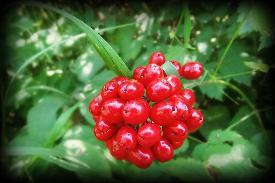 Buffalo Berries Photograph by Rose Szautner Fine Art America