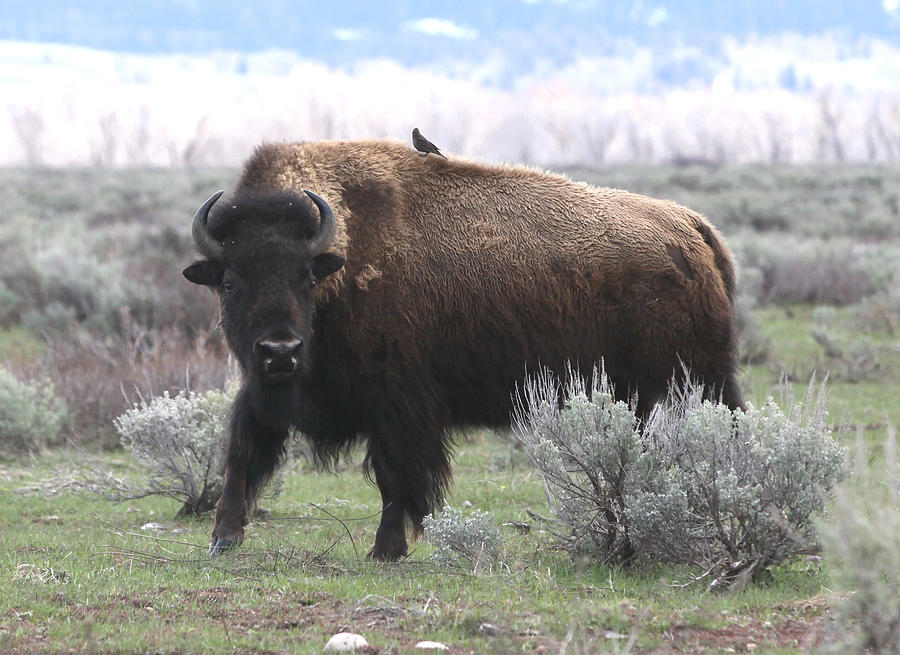 Buffalo Bird Photograph by Debra Raskin