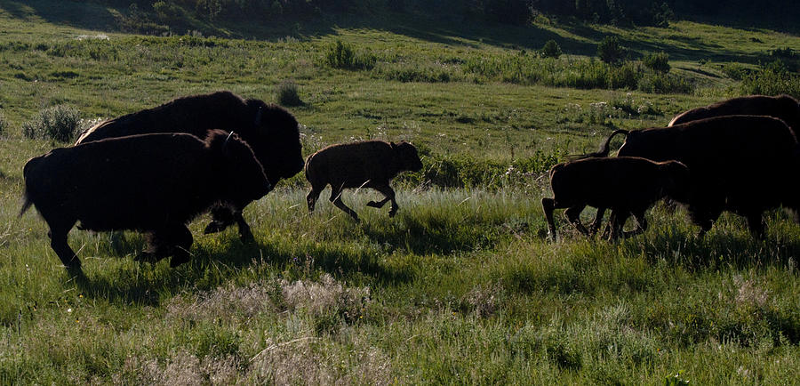 Buffalo Photograph - Buffalo Bison Roaming in Custer State Park SD.-1 by Paul Cannon