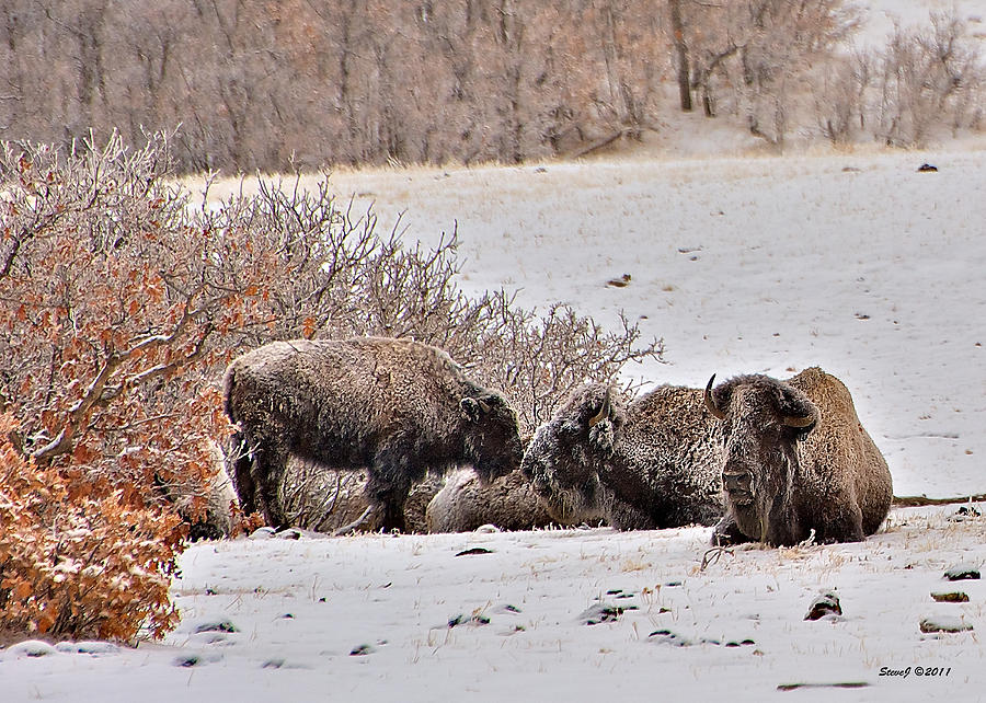 Buffalo Braving the Winter Cold Photograph by Stephen Johnson
