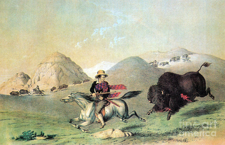 Buffalo Bull Chasing Back, 19th Century Photograph by Photo Researchers
