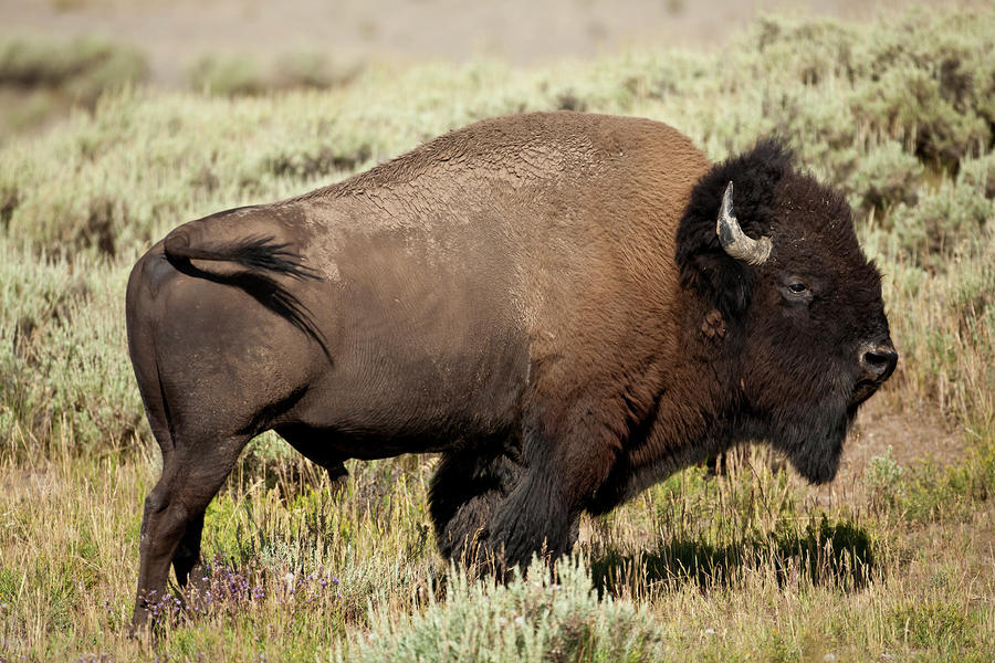 Buffalo Bull Photograph by D Robert Franz