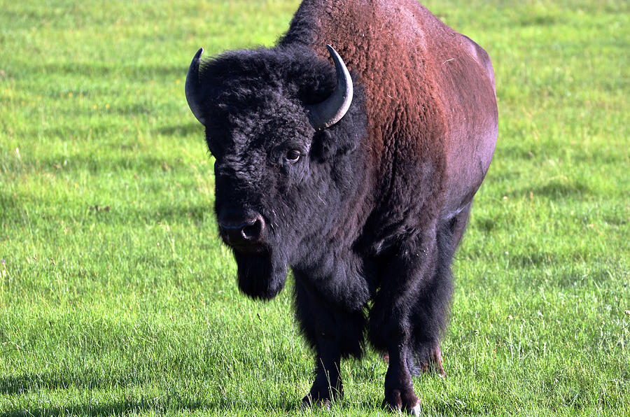Buffalo Charlie Photograph by La Dolce Vita
