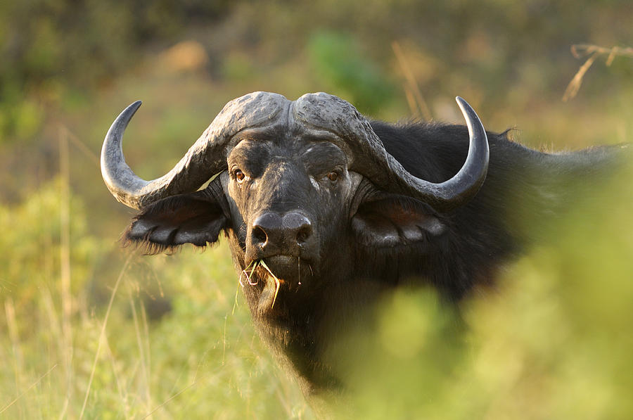 Namibia Photograph - Buffalo by Christian Heeb