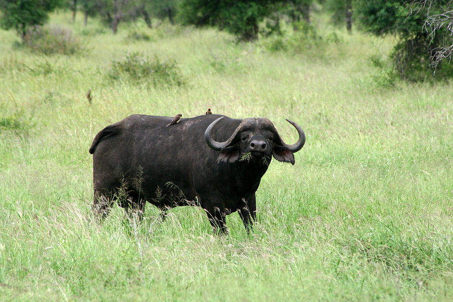 Buffalo Photograph by Deborah Hall Barry - Fine Art America