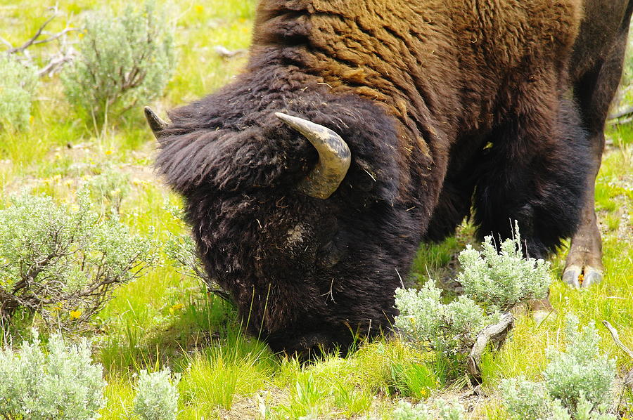 Yellowstone National Park Photograph - Buffalo Grazing by Jeff Swan
