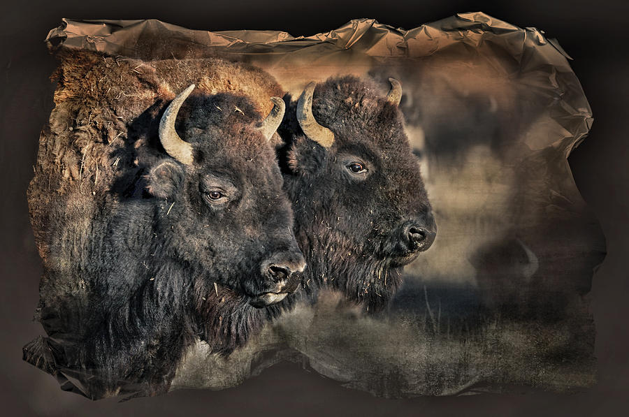 Buffalo Head Photograph by Pamela Steege